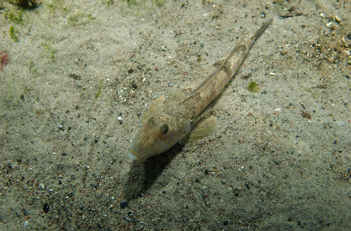 Dragó lira (Callionymus lyra) fotografiat sota l’aigua