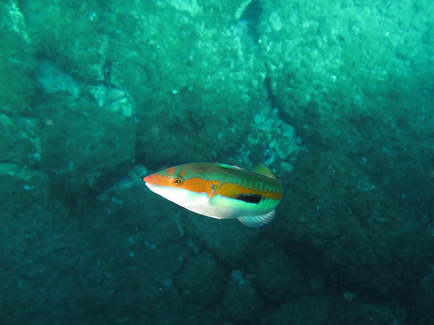 Donzella (Coris julis) fotografiat sota l’aigua