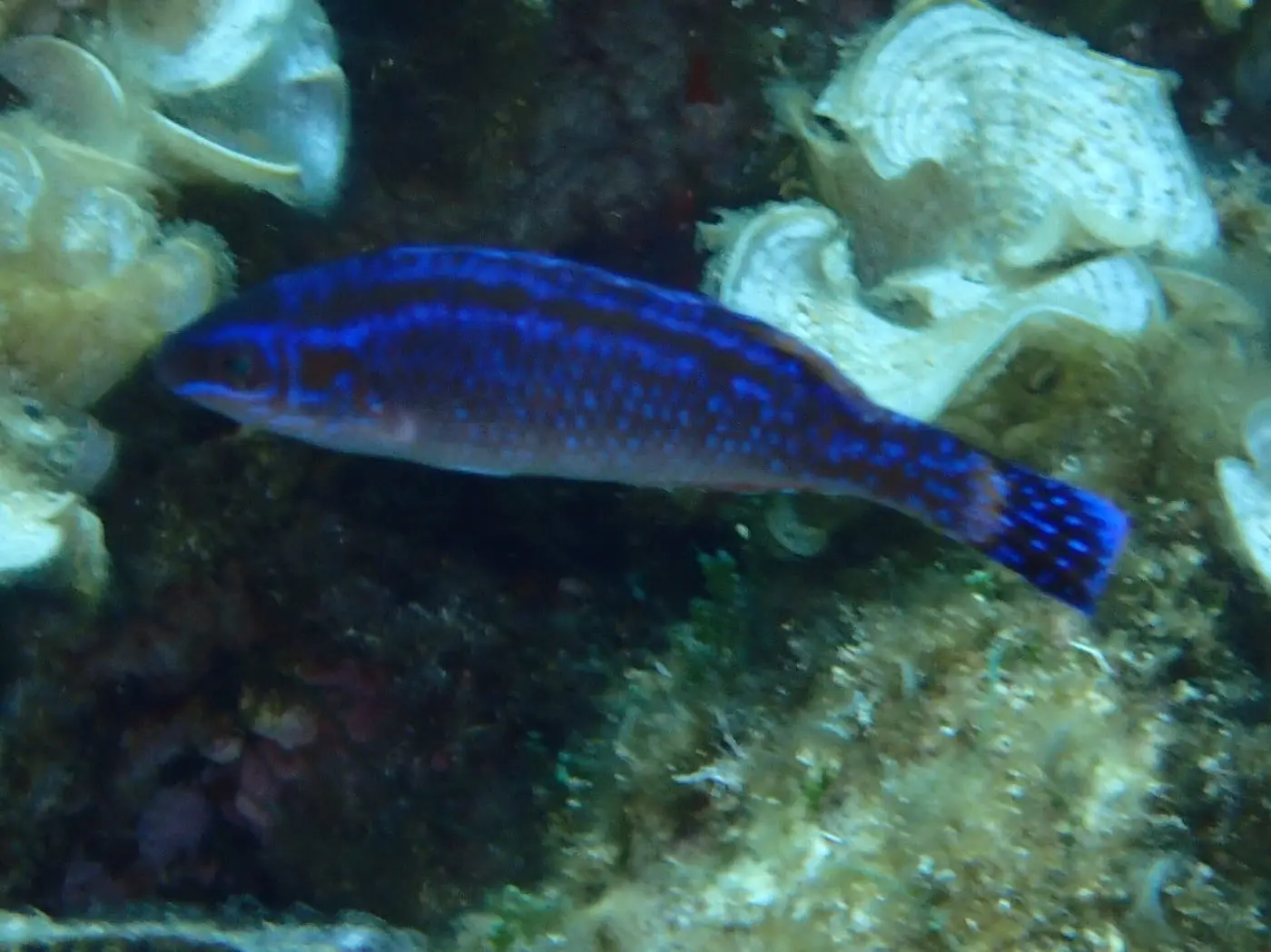 Llambrega (Symphodus melanocercus) fotografiat sota l’aigua