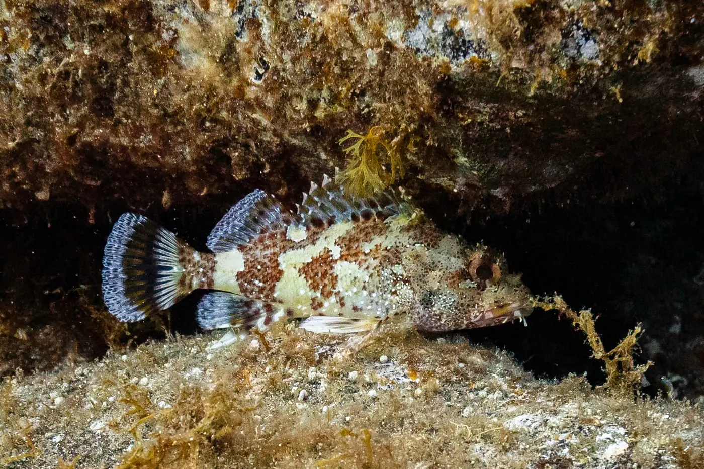 Escórpora vermella (Scorpaena notata)