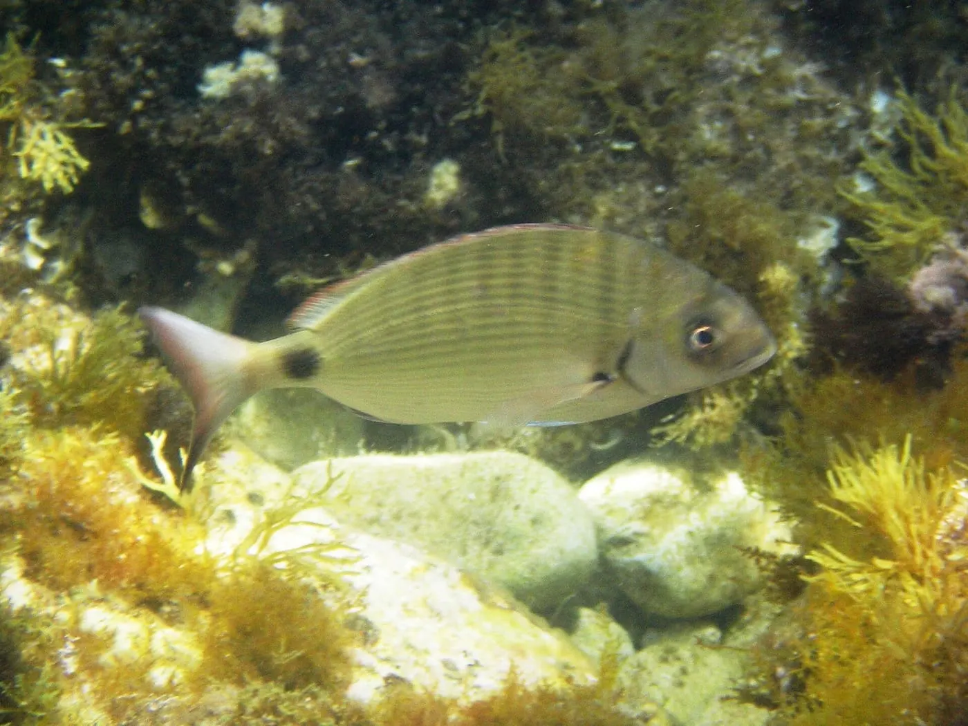 Sarg (Diplodus sargus)