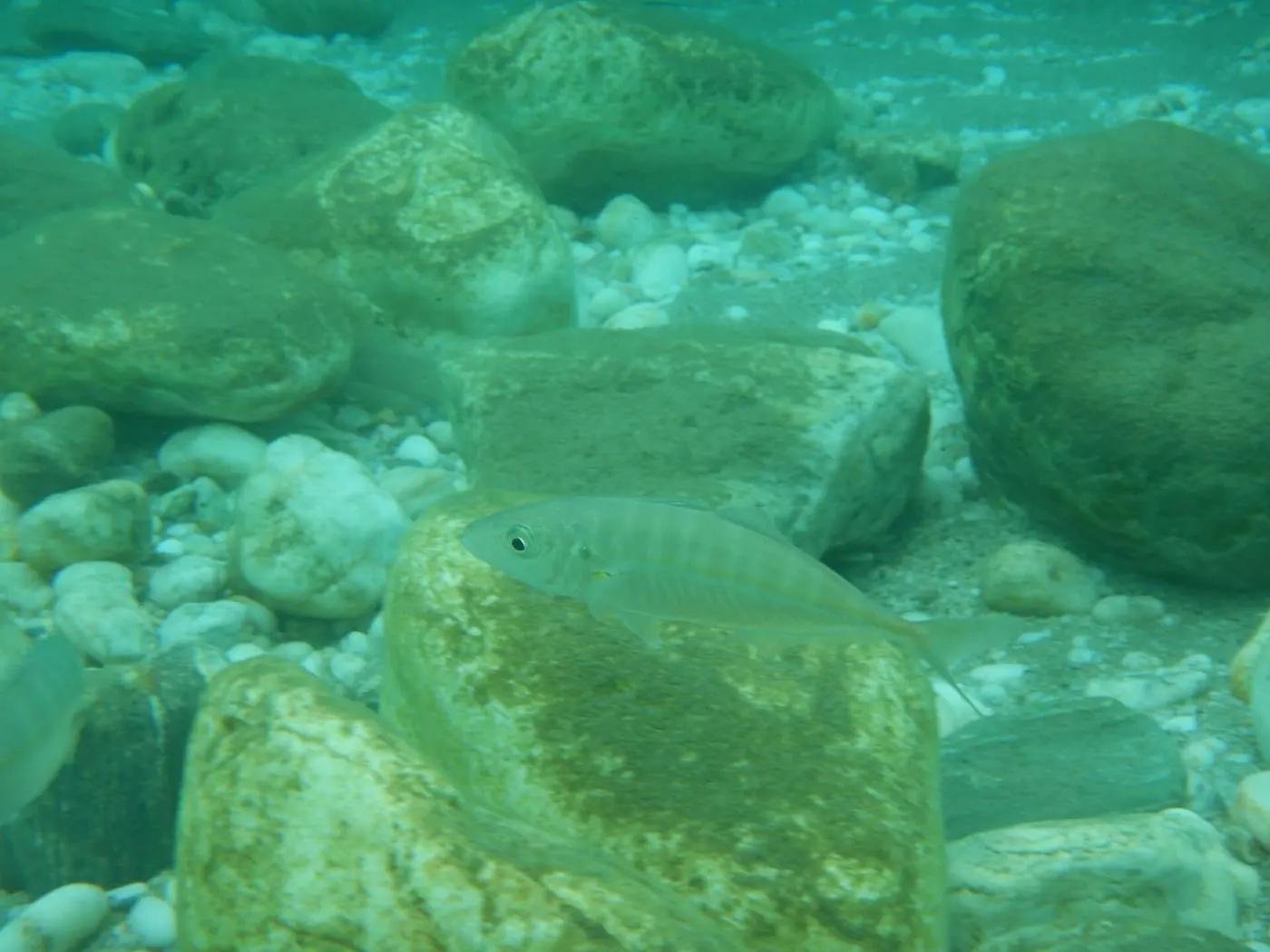 Sorella roncaire (Caranx rhonchus)