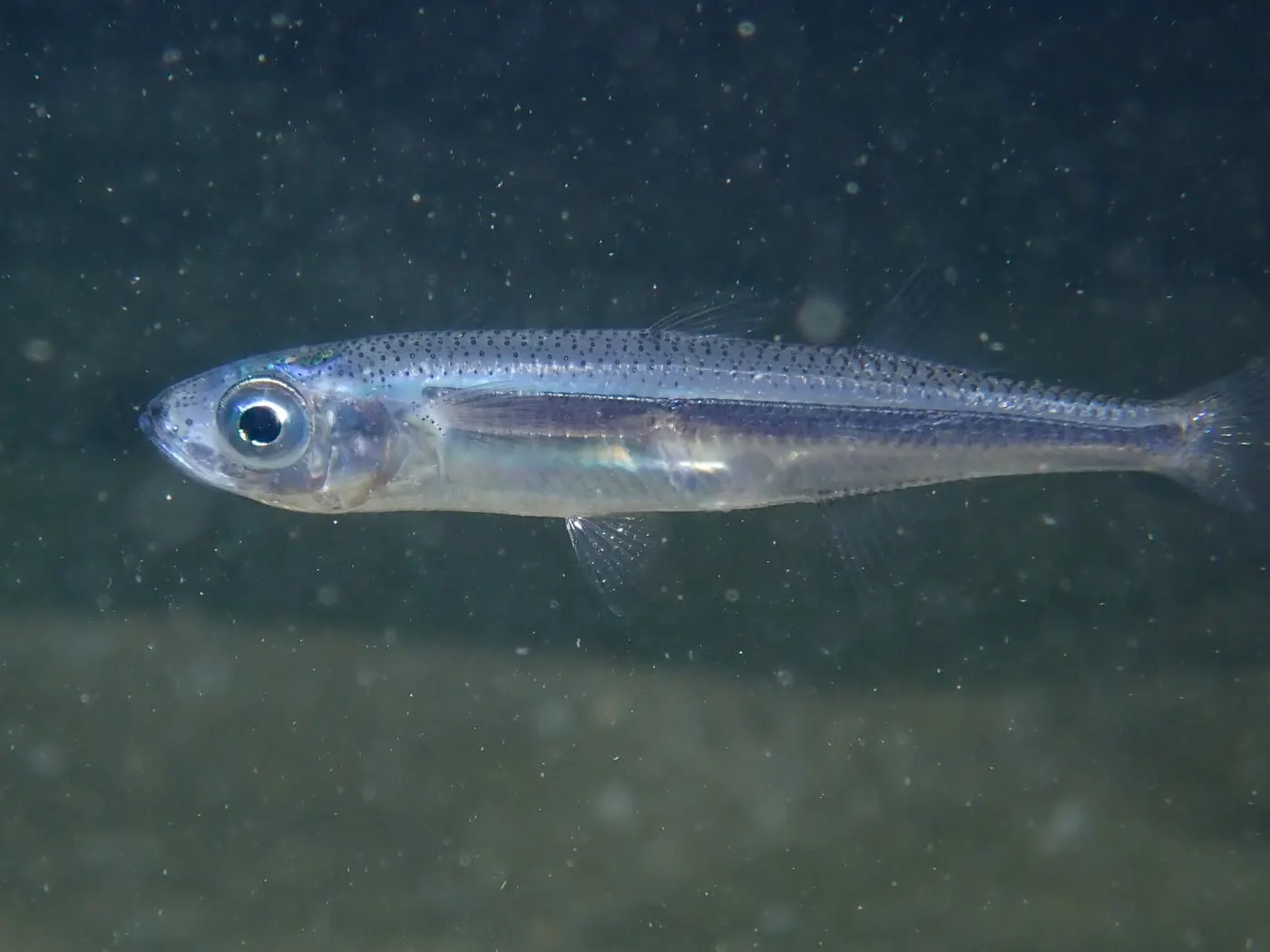 Cabeçuda (Atherina hepsetus)