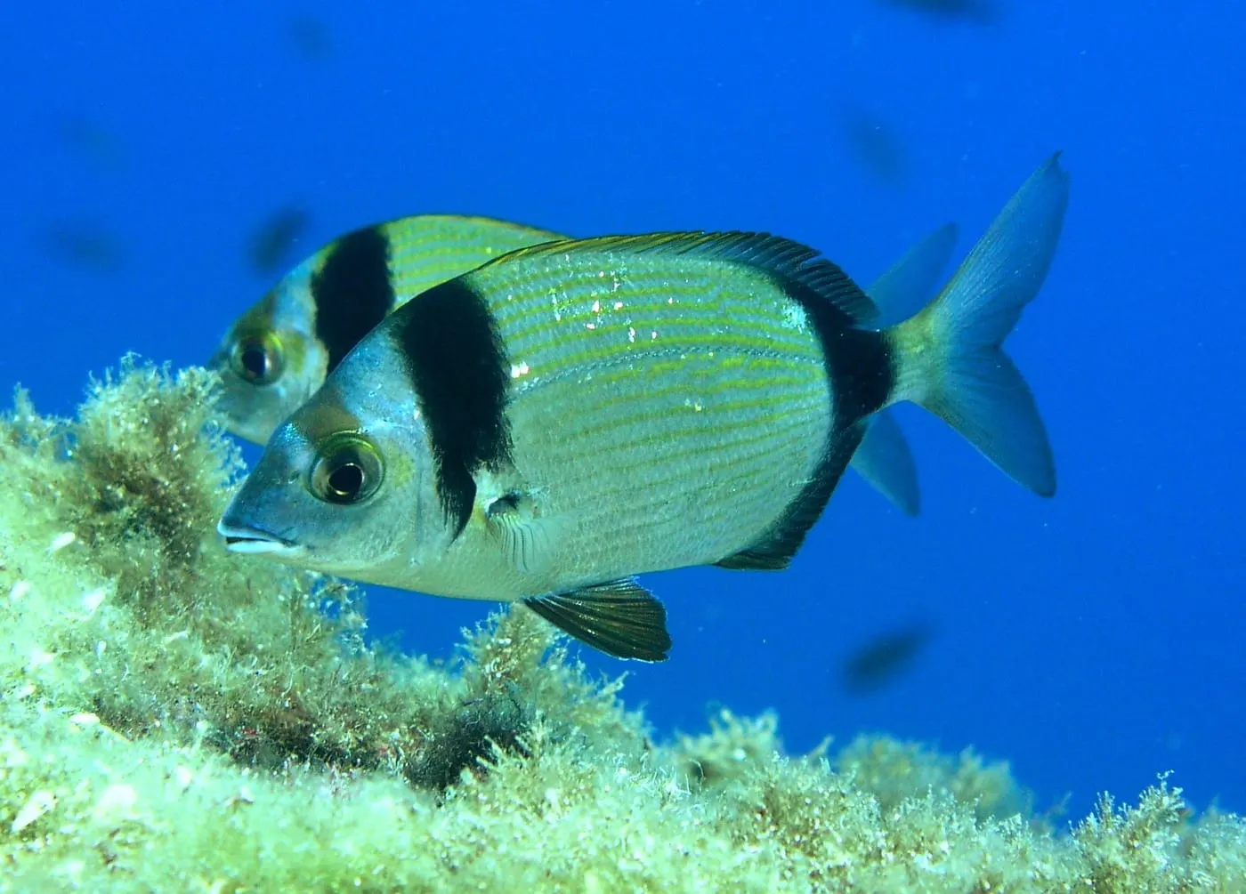 Variada (Diplodus vulgaris)