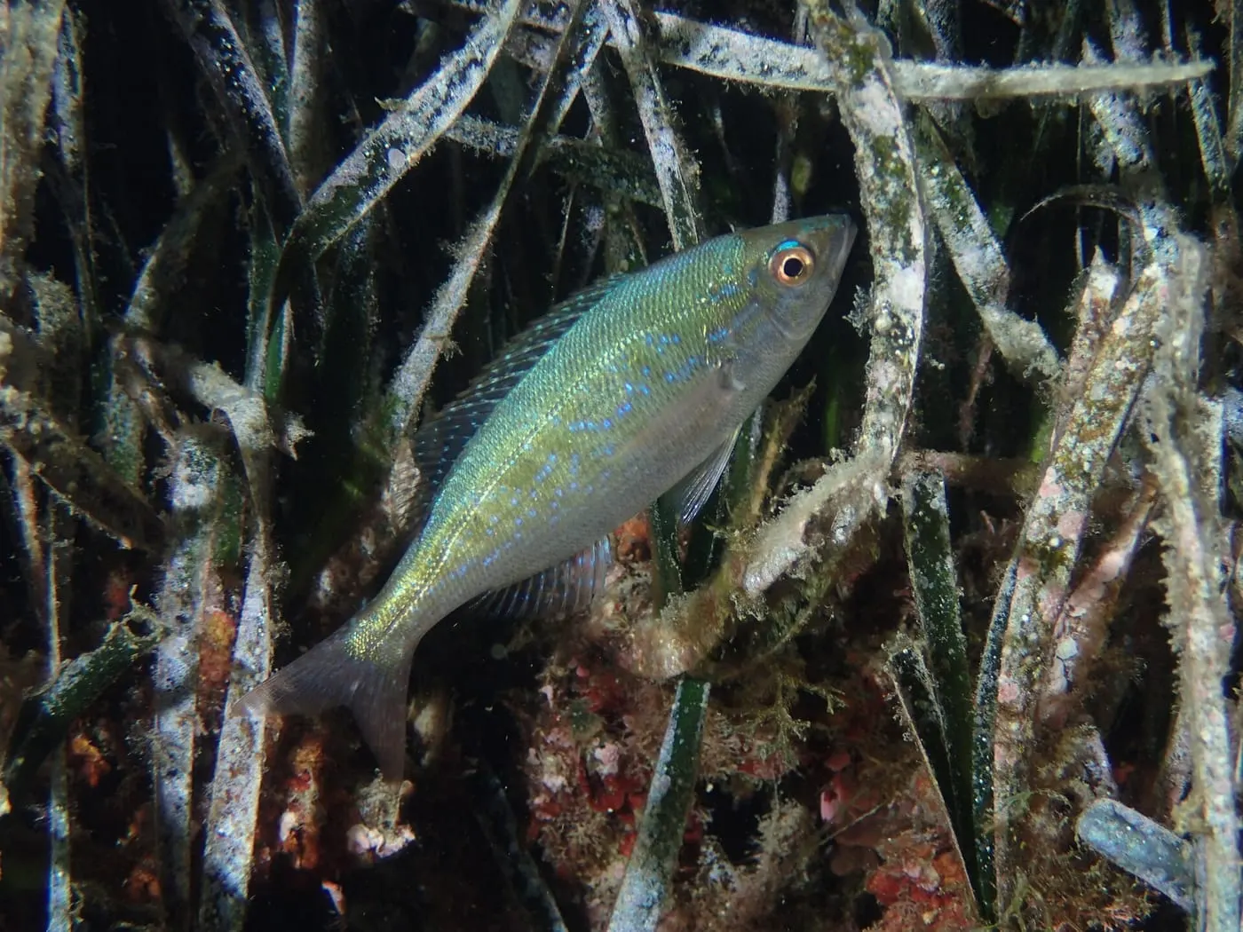 Xucla (Spicara maena)