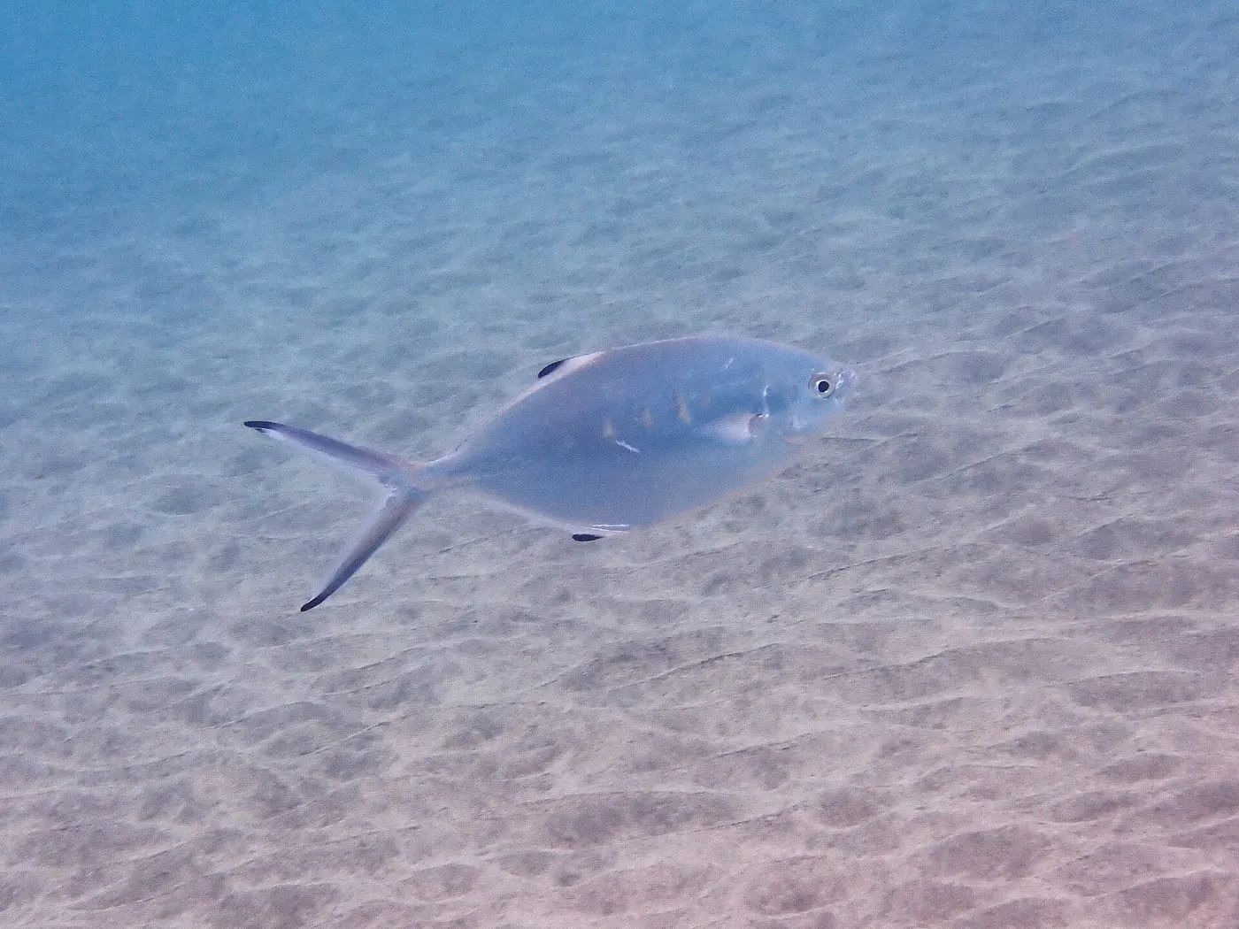 Palomida blanca (Trachinotus ovatus)