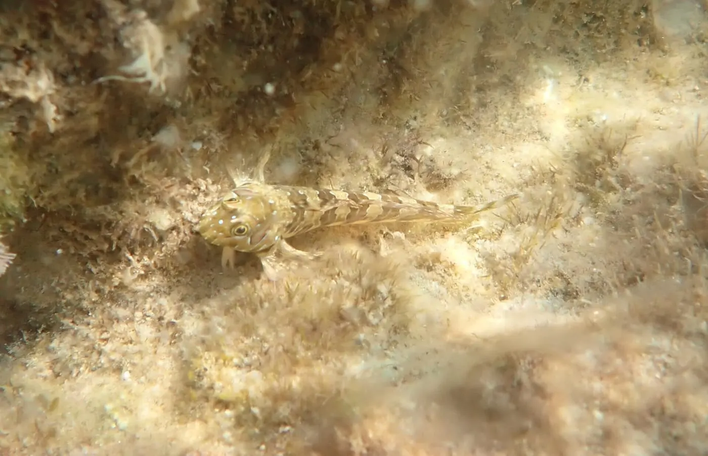 Rabosa de roca (Aidablennius sphynx)