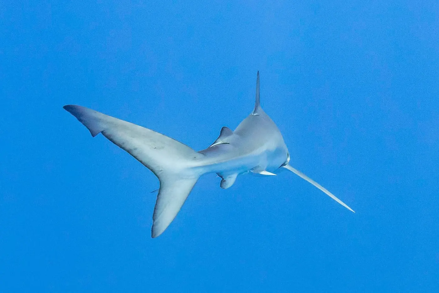Tauró blau (Prionace glauca)