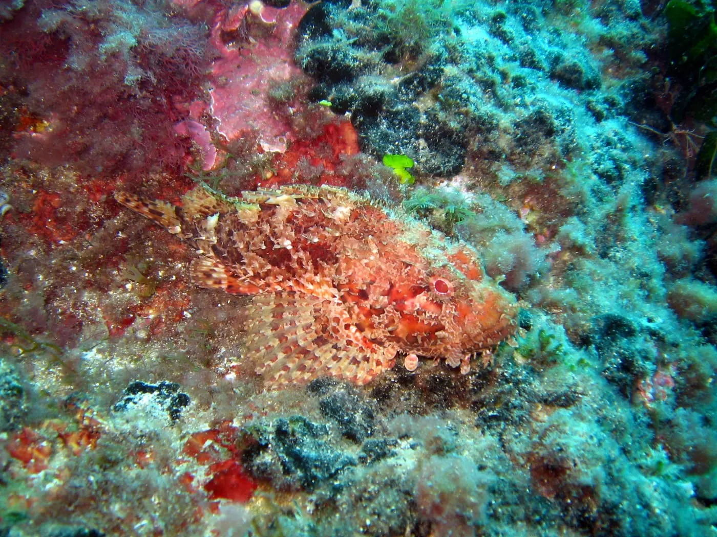 Cap-roig (Scorpaena scrofa)