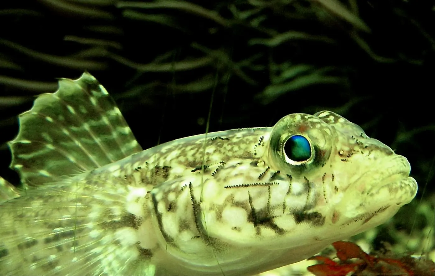 Cabot d’arena (Gobius geniporus)