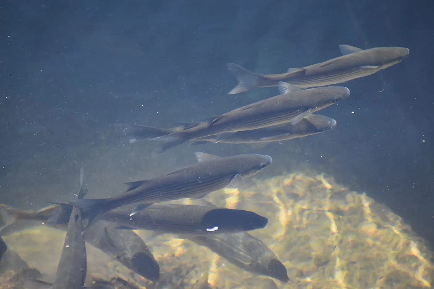 Llissa galtavermella (Chelon auratus)