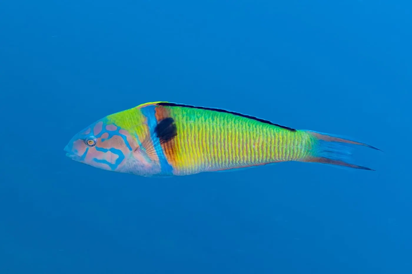 Fadrí (Thalassoma pavo)
