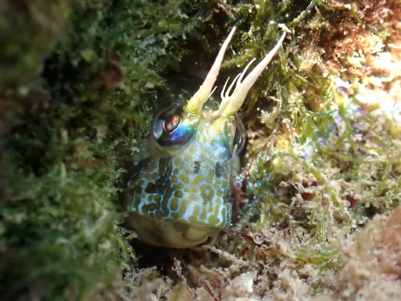 Banyut (Parablennius tentacularis)