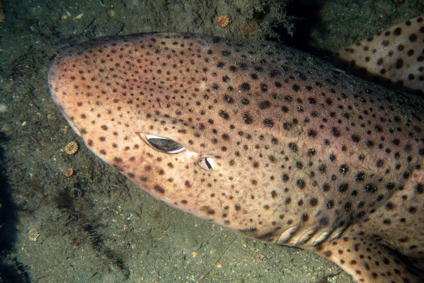 Espursim (Scyliorhinus stellaris)