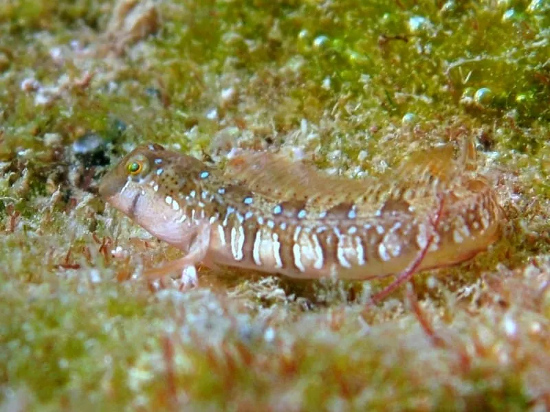 Rabosa dàlmata (Microlipophrys dalmatinus)