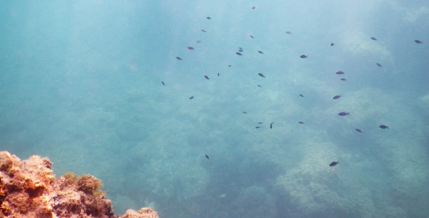 Castanyola (Chromis chromis)