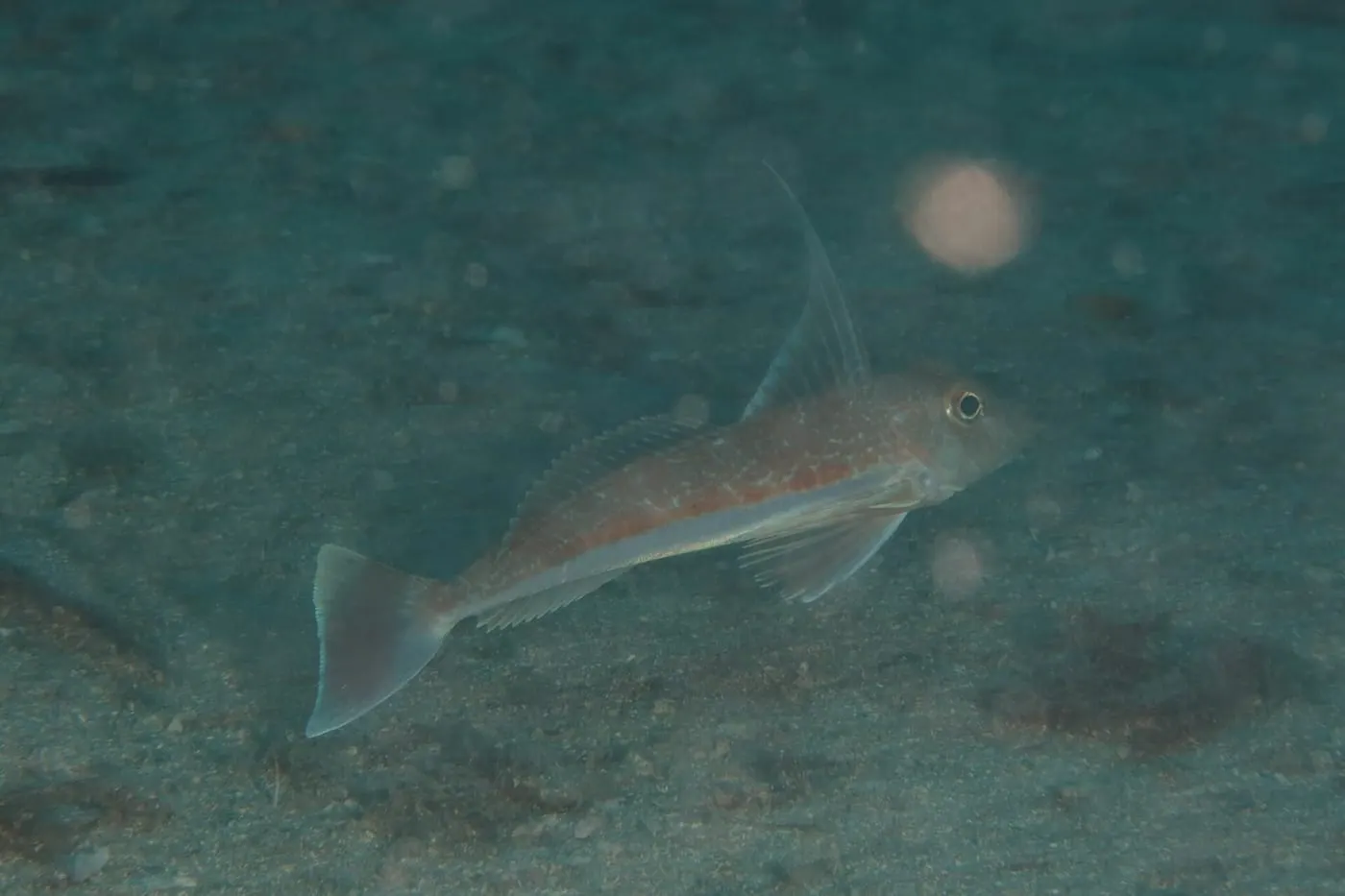Lluerna fosca (Chelidonichthys obscurus)