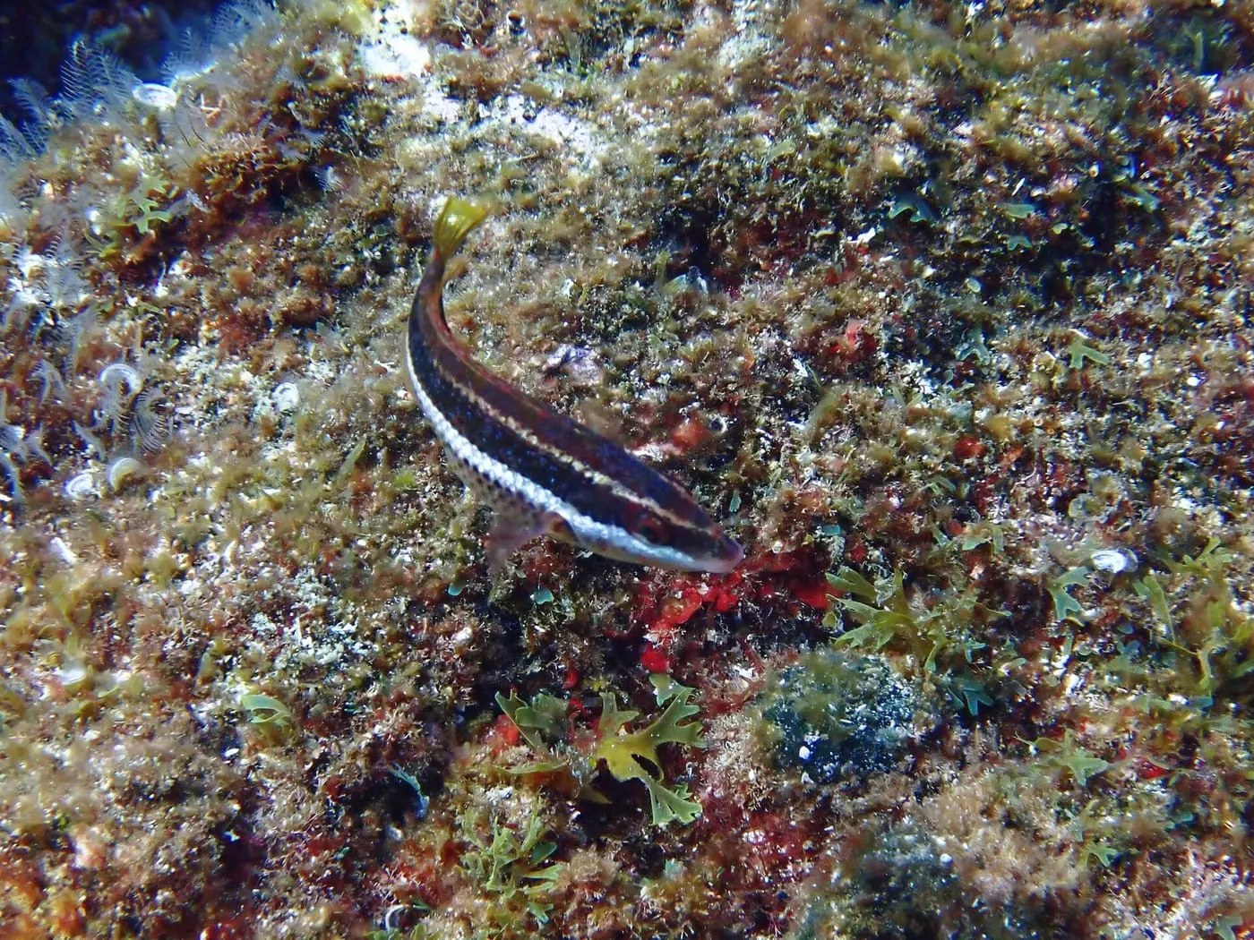 Tord de Doderlein (Symphodus doderleini)