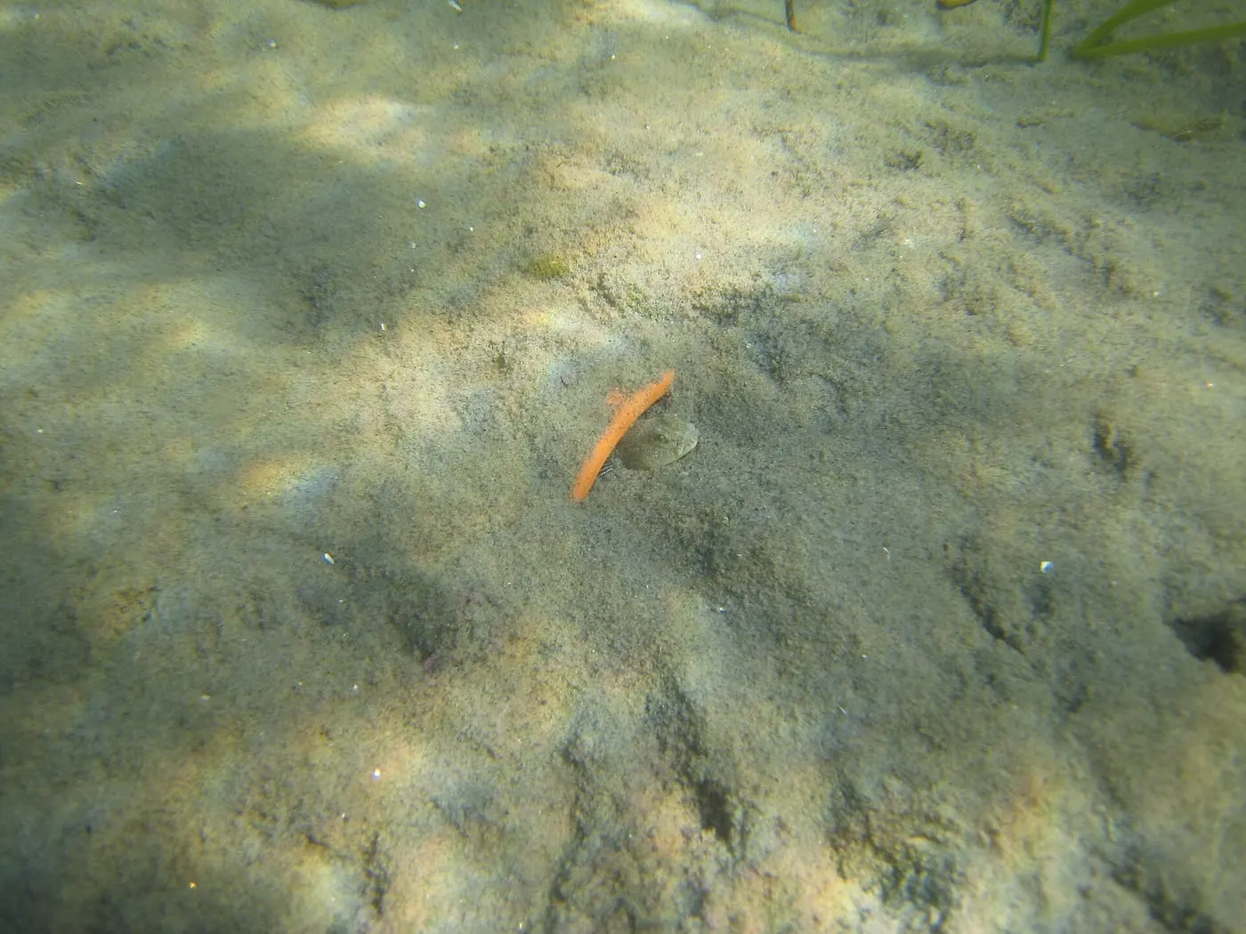 Gobi menut (Pomatoschistus minutus)