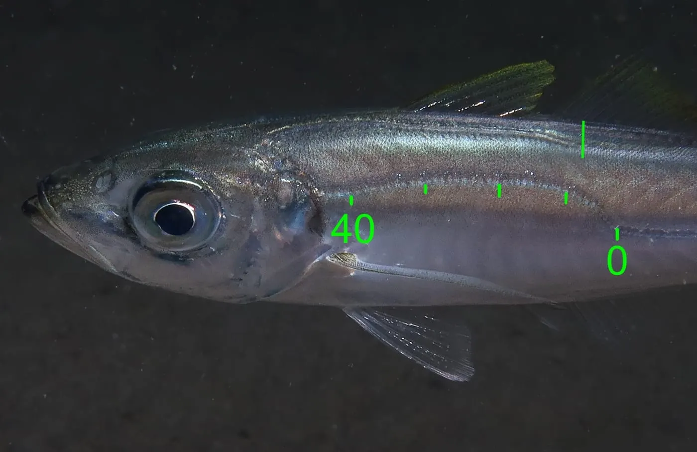 Sorell blancal (Trachurus mediterraneus)