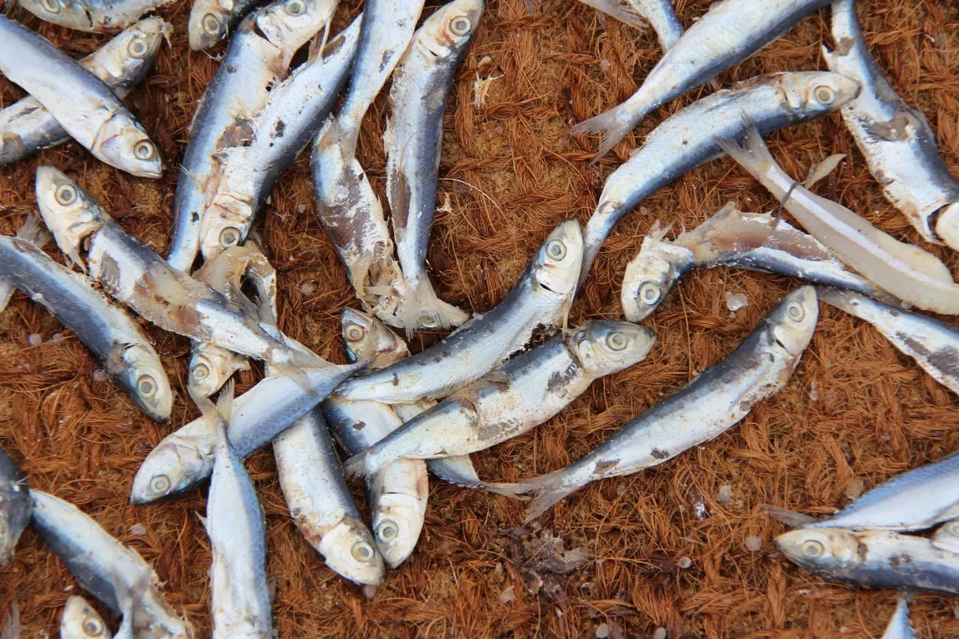 Alatxa (Sardinella aurita)