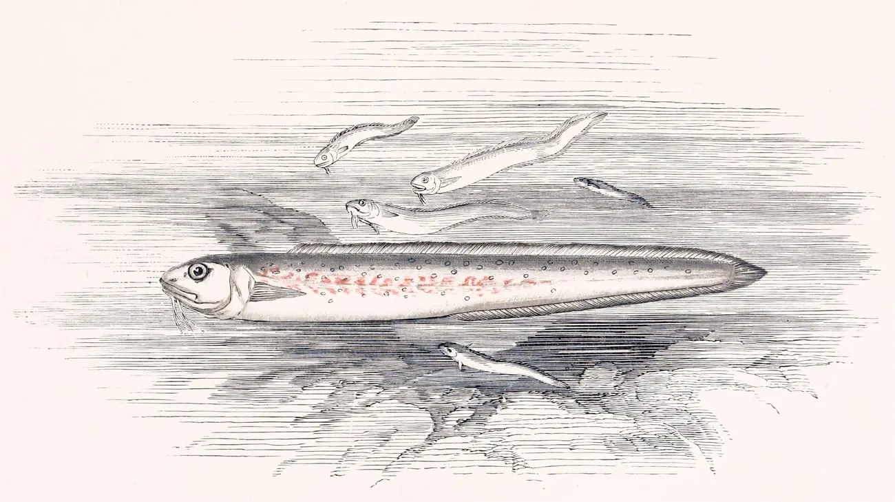 Pixota blanca (Ophidion barbatum)