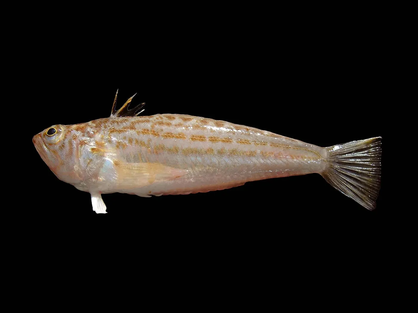 Aranyó (Echiichthys vipera)