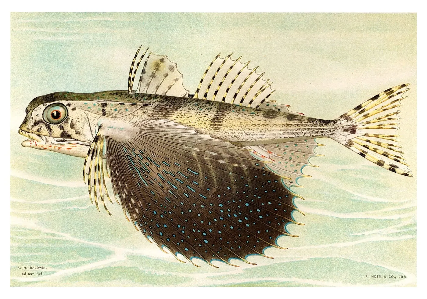 Verat volador (Dactylopterus volitans)