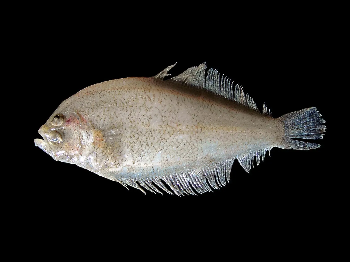 Peluda vera (Arnoglossus laterna)