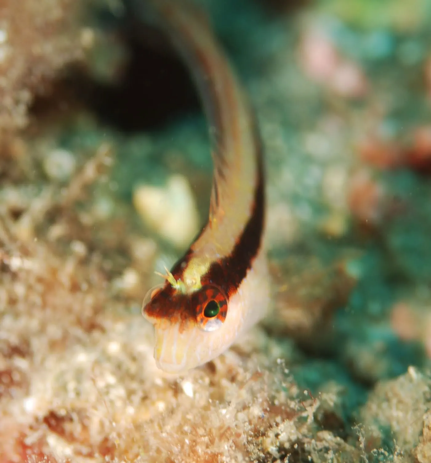 Bavosa ratllada (Parablennius rouxi)