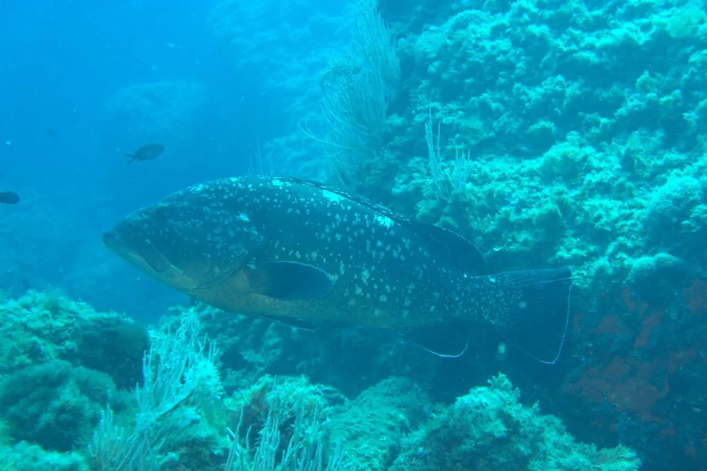 Anfós (Epinephelus marginatus)