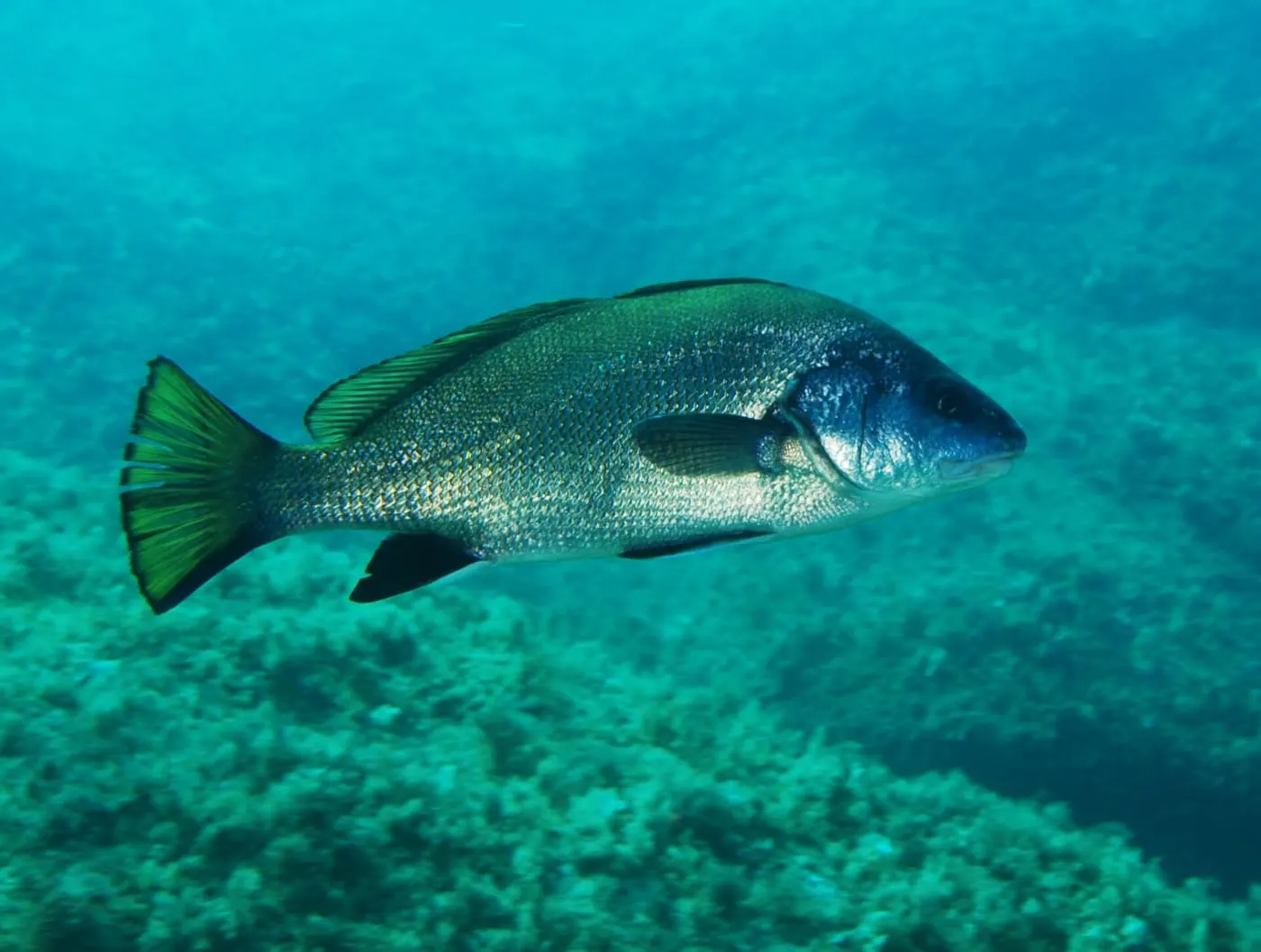 Corball de roca (Sciaena umbra)