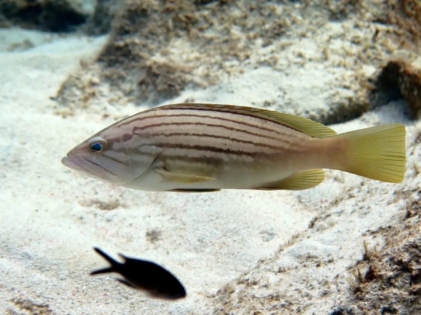 Anfós llis (Epinephelus costae)