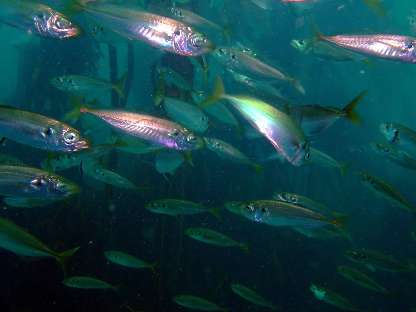 Sorell (Trachurus trachurus)