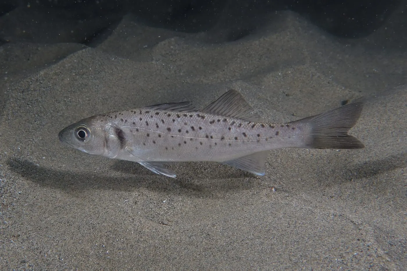 Llobarro (Dicentrarchus labrax)
