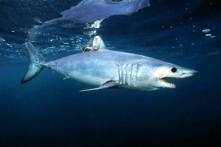 Solraig ver (Isurus oxyrinchus)