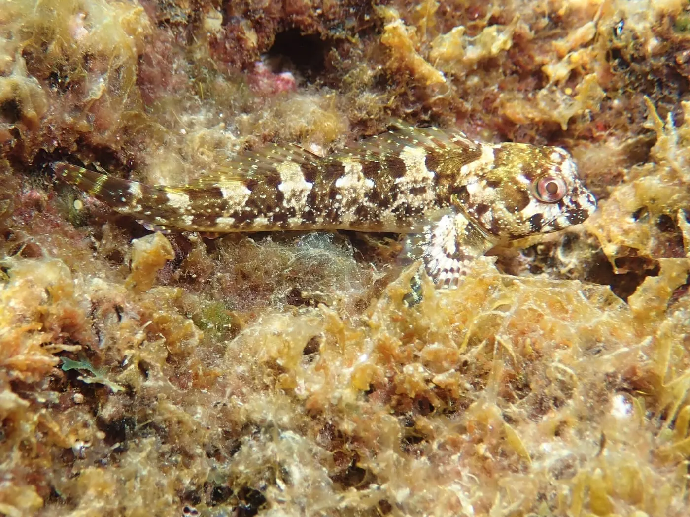 Futarra (Lipophrys trigloides)