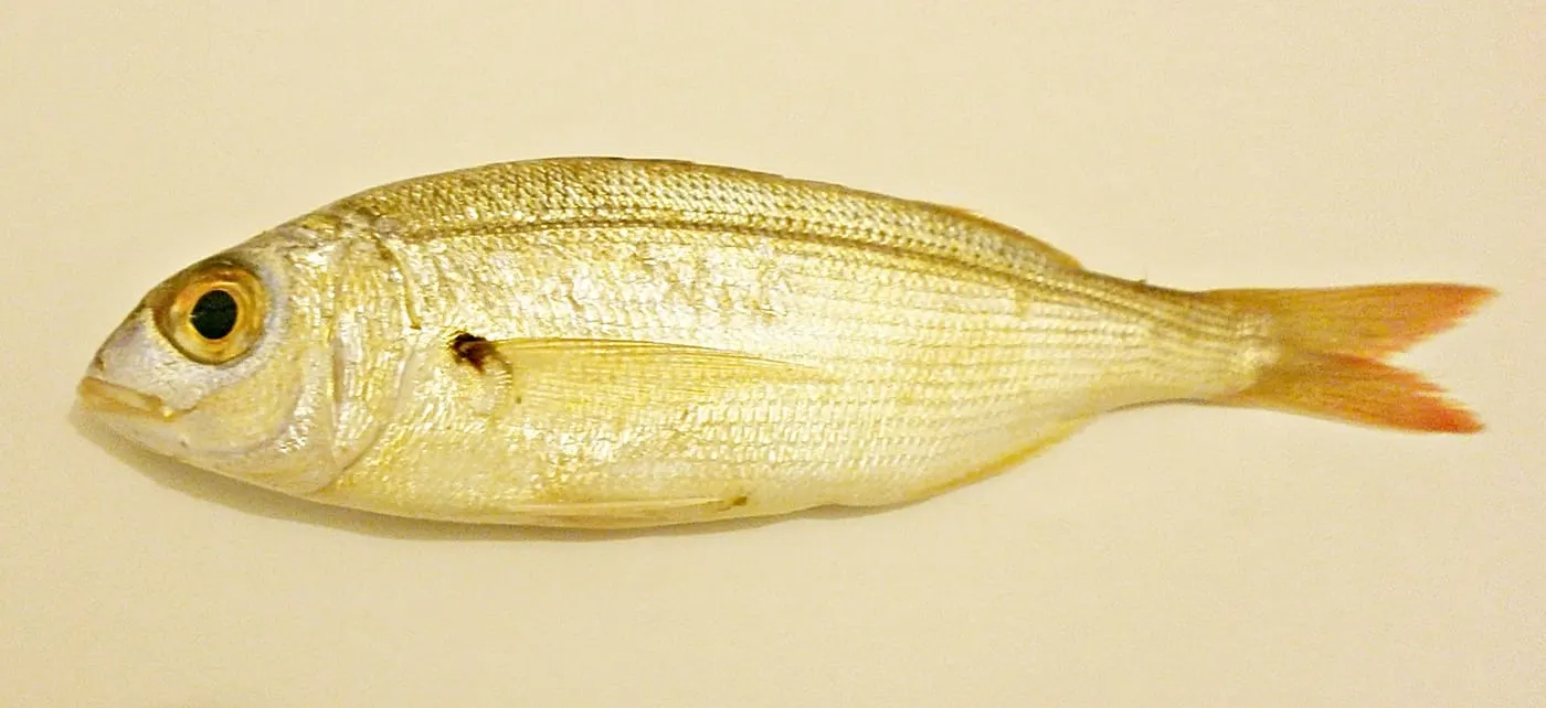 Besuc blanc (Pagellus acarne)