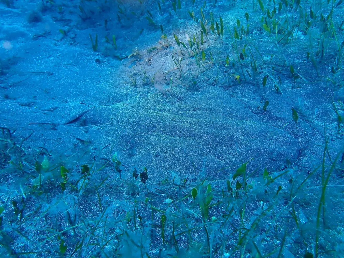 Angelot (Squatina squatina)