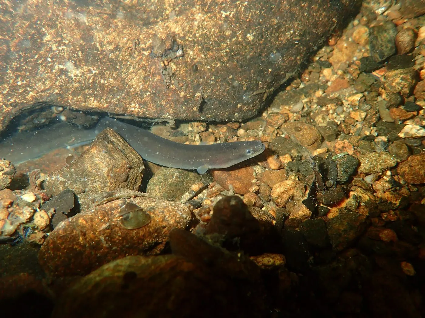 Anguila (Anguilla anguilla)