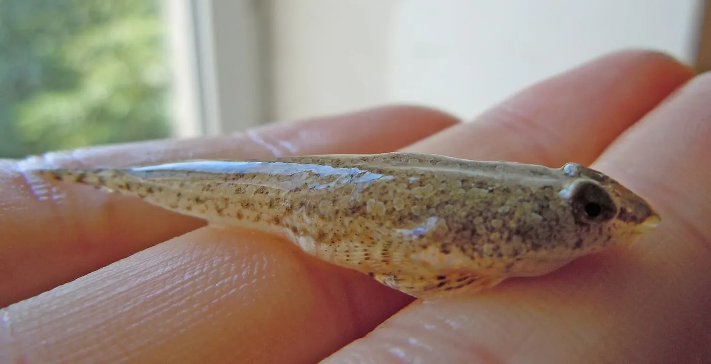 Dragó de platja (Callionymus risso)