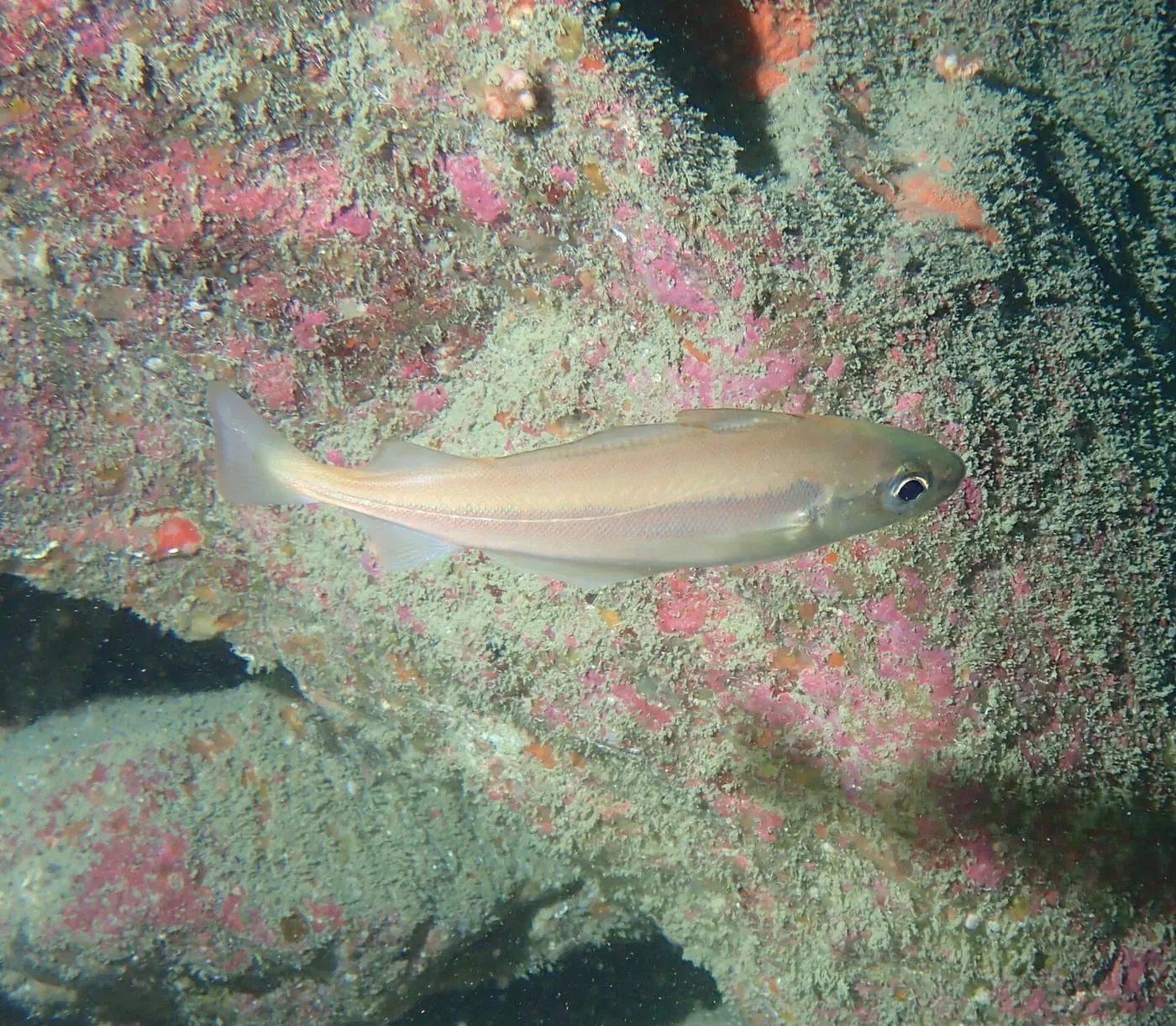 Capellà (Trisopterus minutus)