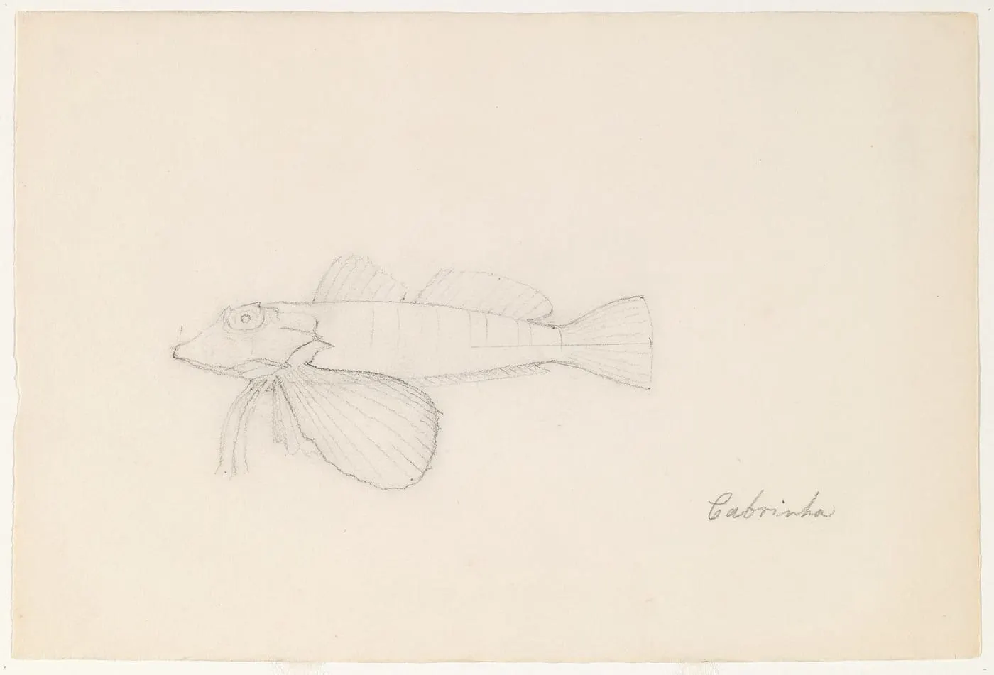 Gallineta (Chelidonichthys lastoviza)