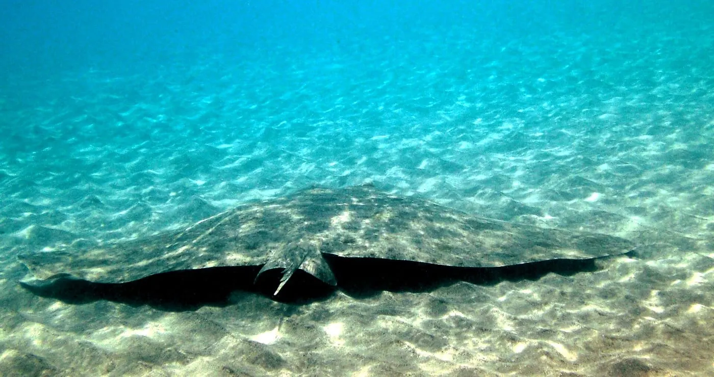 Mantellina (Gymnura altavela)
