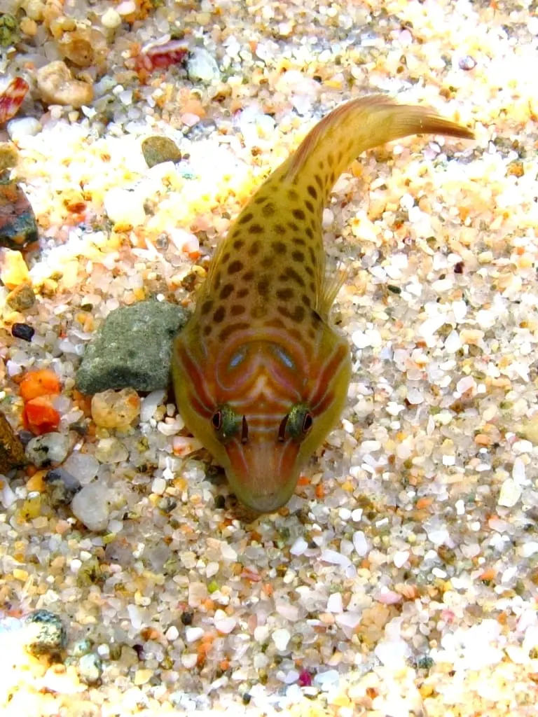 Xucladits (Lepadogaster lepadogaster)
