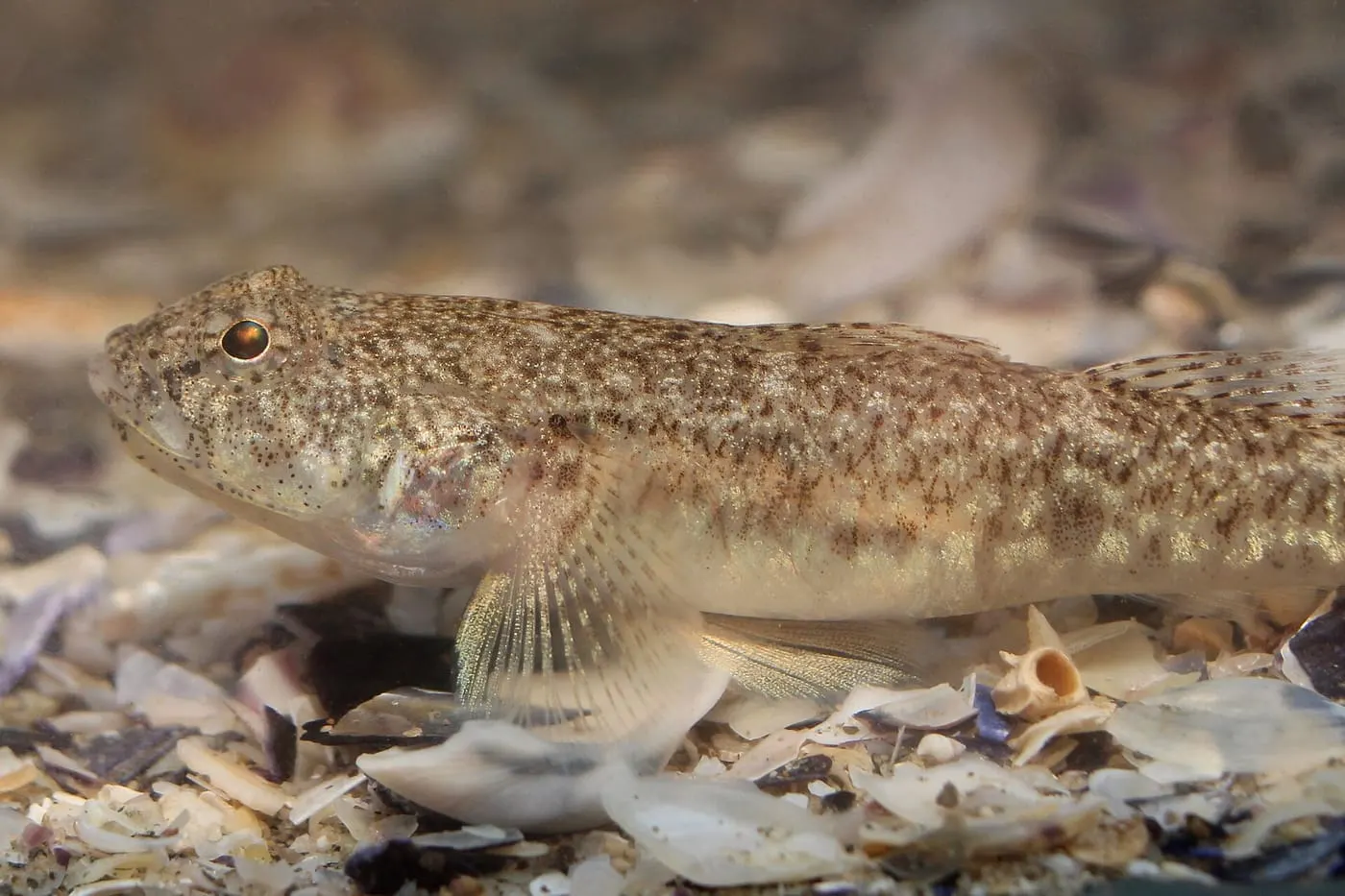Gobi tacat (Pomatoschistus marmoratus)