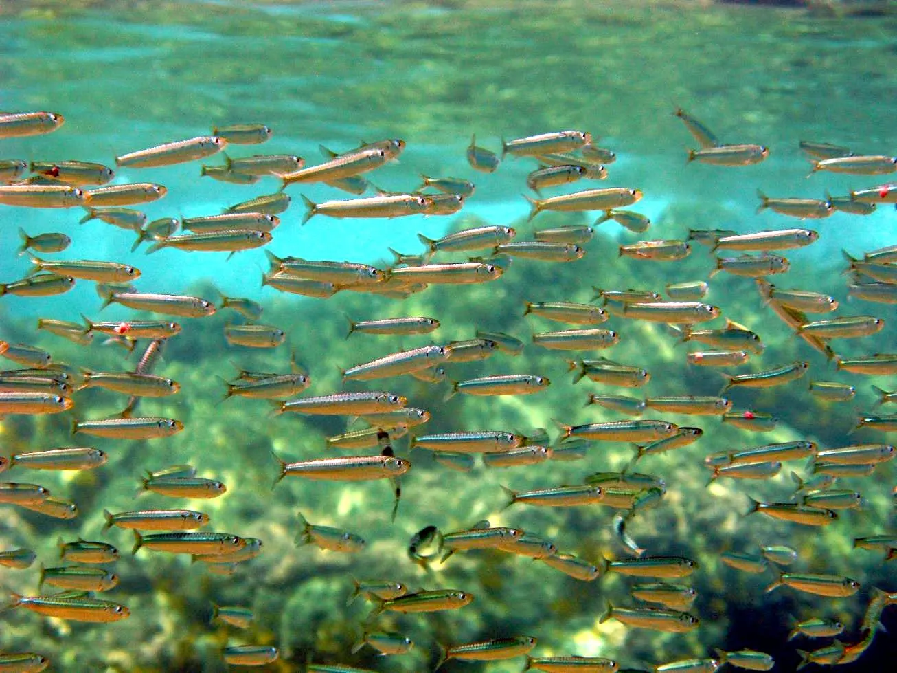 Sardina (Sardina pilchardus)