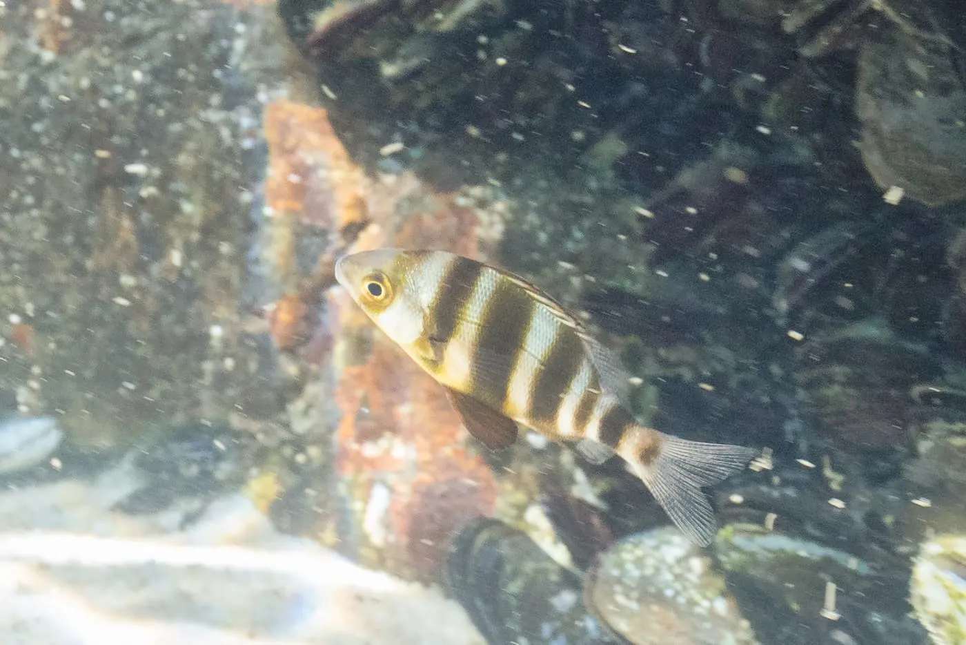Sard imperial (Diplodus cervinus)