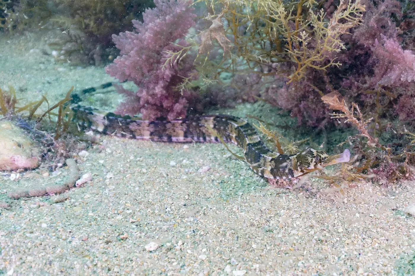 Agulleta de mar (Syngnathus acus)
