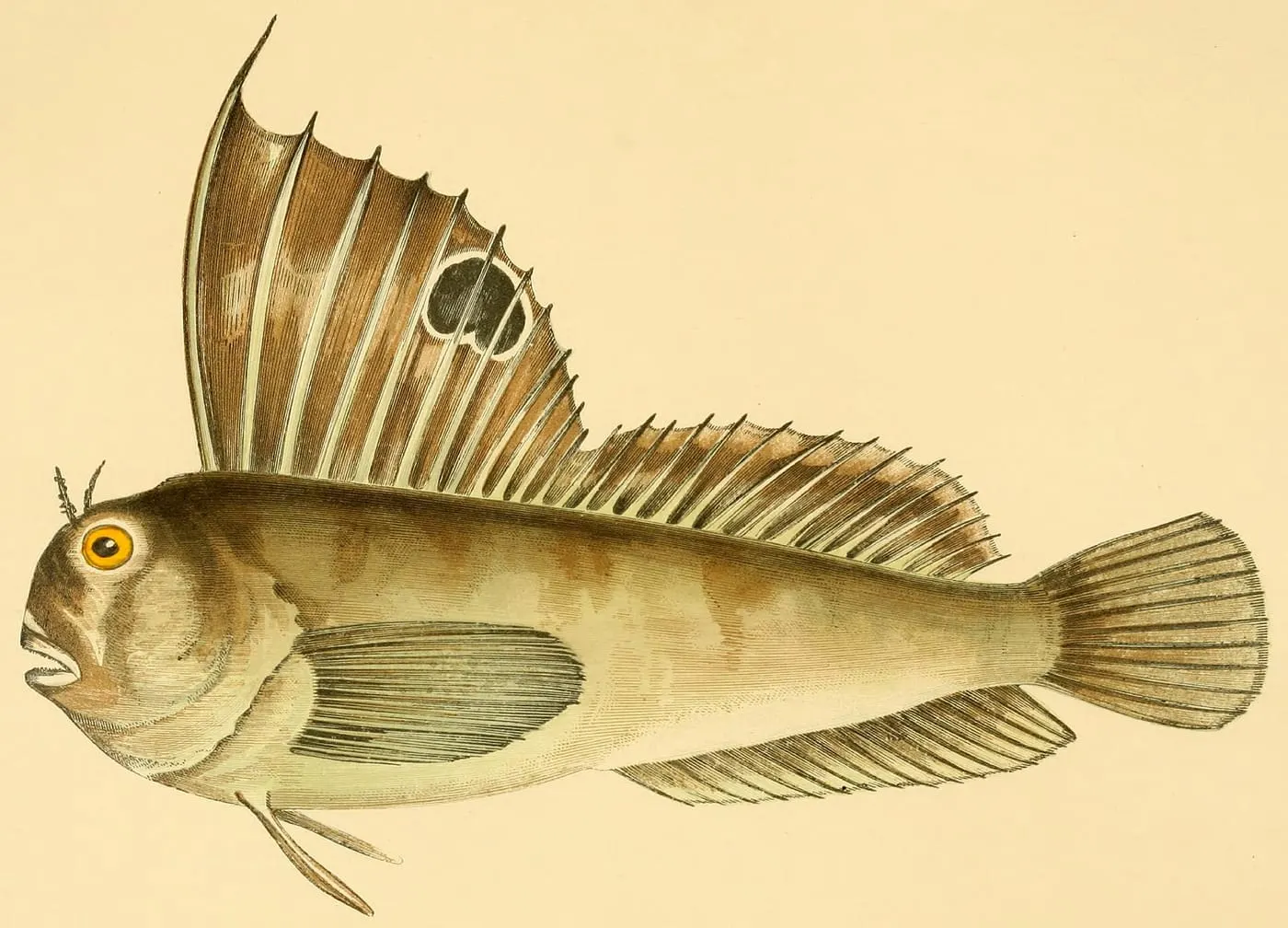 Ase mossegaire (Blennius ocellaris)